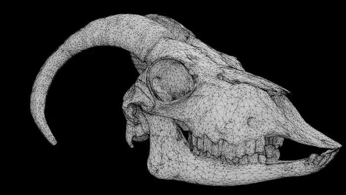 Medium density skull asset